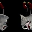 4.jpg 3D Model of Female Reproductive, Urinary System, Hip and Sacrum