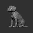 puppy-rhodesian-ridgeback-sitting11.jpg Puppy rhodesian ridgeback sitting 3D print model