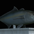 Greater-Amberjack-statue-29.png fish greater amberjack / Seriola dumerili statue detailed texture for 3d printing