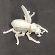 photo5397922259642988667-1.jpg FLEXI PRINT-IN-PLACE BEETLE