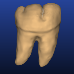 Screenshot_9.png STL-Datei Modell des 46. Zahns mit Wurzeln・Design zum Herunterladen und 3D-Drucken
