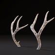 10000.jpg Deer horns
