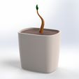 Maceta.jpg Pot with decorative plant
