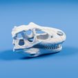 theropod-dinosaur-skull-fossil-replica-3d-print-3-back.jpg Theropod Dinosaur Skull Fossil Replica — 3D Printable Cute Decor | Desk Display | Animal Lover Gift