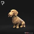 Dachshund-Wire-Haired-Pose-04-Dog-3D-Print-9s.jpeg Teckel à poil dur Pose 04