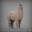 alpaca4.jpg alpaga