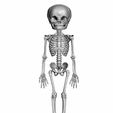 Capture.jpg Foetus infant skeleton