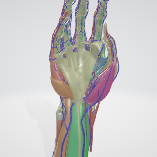 43 PARTS COMPLETE HAND ANATOMY MODEL WITH DETAILED BONES, MUSCLE LAYERS ...