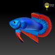 BettaV2_4.jpg Betta Fish 2 - Ready for 3D print
