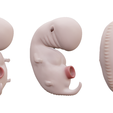 4_Weeks_Color.png 3D file 4 Weeks Human embryonic (baby stages)・3D printing design to download