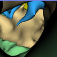 Screenshot_7.png Temporal bone with detailed inner ear structures
