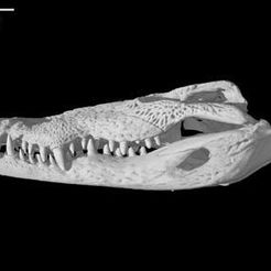 specimen-3.jpg Crocodylus moreletii, Morelet's Crocodile skull