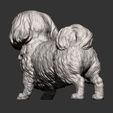 British-Shih-Tzu10.jpg British Shih Tzu 3D print model