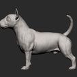 bull-terrier11.jpg bull terrier 3D print model