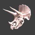 12.jpg Eotriceratops skull