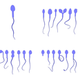 Normal.png Sperm Morphology: Normal and Abnormal