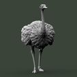 5675675.jpg ostrich