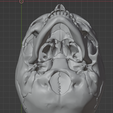 31.png 3D Model of Skull Bones