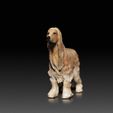 Afghan-Hound03.jpg Afghan Hound - DOG BREED - CANINE -3D PRINT MODEL