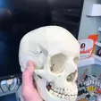 skull1.webp Human skull