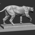 leopard-ecorche-3d-model-obj-stl-ztl (7).jpg Leopard ecorche 3D print model