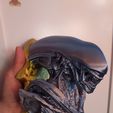xeno2.jpg Xenomorph (Alien) Wallmount