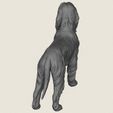 Afghan-Hound-Dog-08.jpg Afghan Hound Dog