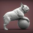 French_Bulldog5.jpg French Bulldog 3D print model