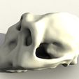 87ca0339de360cb6e414bd38f92c7845_preview_featured-1.jpg Paranthropus/Australopithicus Boisei Skull