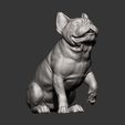 French-Bulldog7.jpg French Bulldog 3D print model