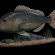 Dentex-statue-1.png fish Common dentex / dentex dentex statue underwater detailed texture for 3d printing