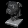 Shop4.jpg American Bulldog dog head portrait