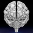 central-nervous-system-cortex-limbic-basal-ganglia-stem-cerebel-3d-model-blend-22.jpg Central nervous system cortex limbic basal ganglia stem cerebel 3D model