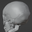 36.png 3D Model of Skull Bones