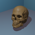 untitledKRANE.png 3D Skull