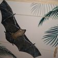 IMG_20190907_132641.jpg Pipistrelle