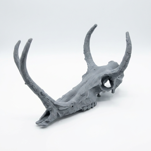 Synthetoceras Skull - Miocene Three-Horned Herbivore