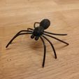 Picture (1).jpg STL file Spider・Model to download and 3D print