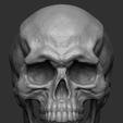 skull-front.png Crâne