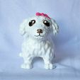 6EB9C1F7-5798-43A8-B71F-7D8A04A6E2A3.jpg Maltese