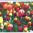 IMG_2885.jpg Color Lithophane Tulips