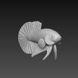 z5494606173797_55bfef94a0611bc5fd8e5f0ec93034a7.jpg Betta Fish V3 - Ready For 3D Printing