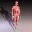 1.webp Human anatomy collection, realistic in 3d, all parts of the body in 3d in 360 degrees, in 3d