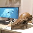 IMG_20200627_221225.jpg Pachycephalosaurus Skull