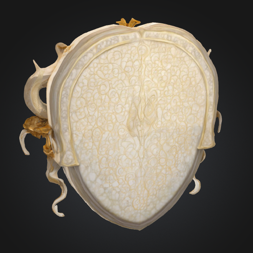 the-dream-of-medusa-3.png 美杜莎之梦
