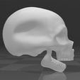 Craneo-2.jpg Cranium
