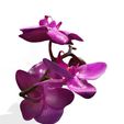 2.jpg Orquídea Pink Phalaenopsis Orchid FLOWER Kasituny Orchid 3D MODEL butterfly Orquídea rosada ROSSE CHARMANDER BULBASAUR