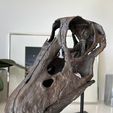 Diplodocus skull