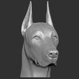 5.jpg Dobermann head for 3D printing