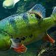 aas.jpg FLEXI PEACOCK BASS  FISH